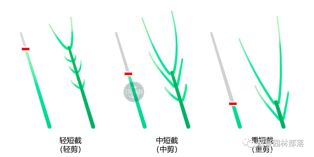 日本红枫红舞姬树形怎么修剪,盆栽红枫树修剪
