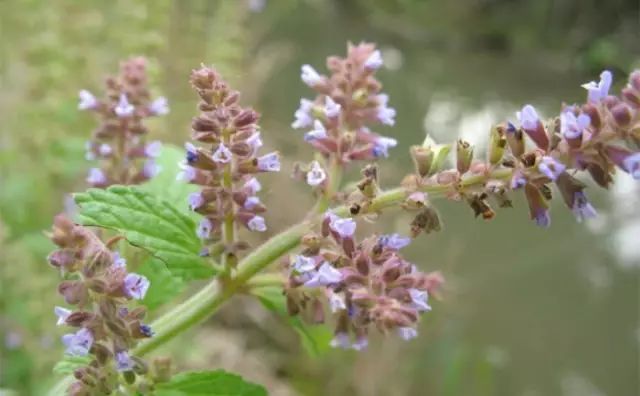 农村常见野花野草,这些野菜农村随处见