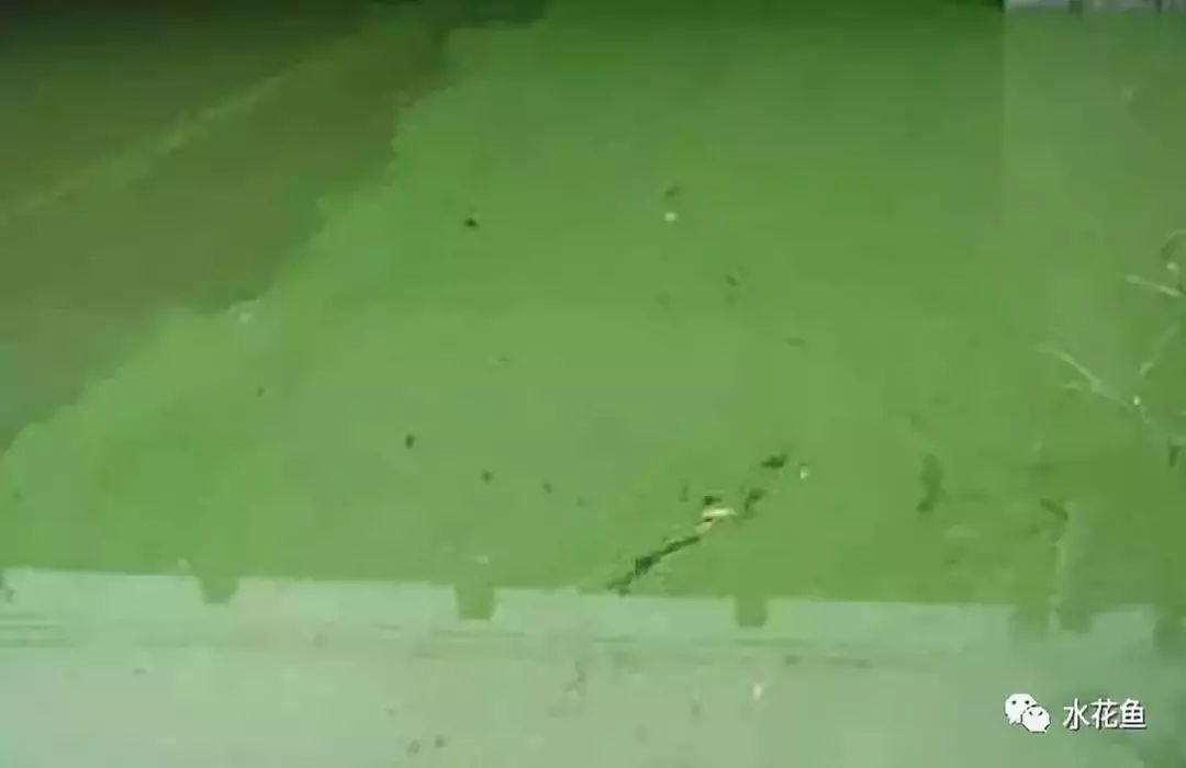 裸藻和裸甲藻是同一藻类吗,蓝藻与绿藻的相同点