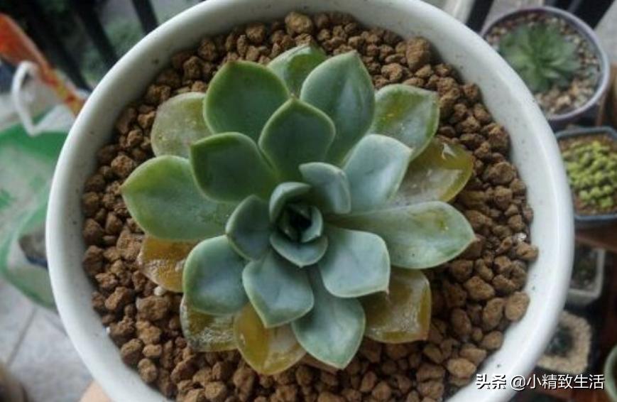 刚上盆的多肉晒太阳化水怎么处理,多肉化水原因及解决方法
