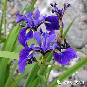 加拿大的国花是什么花,加拿大的国花国树图片