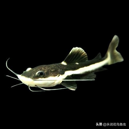 招财猫饲养方法和注意事项,红尾招财猫如何繁殖