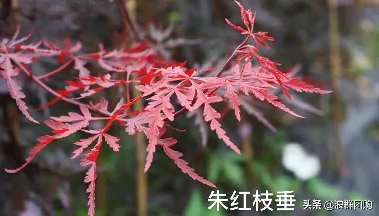 中式庭院藤类植物,枫树和紫藤