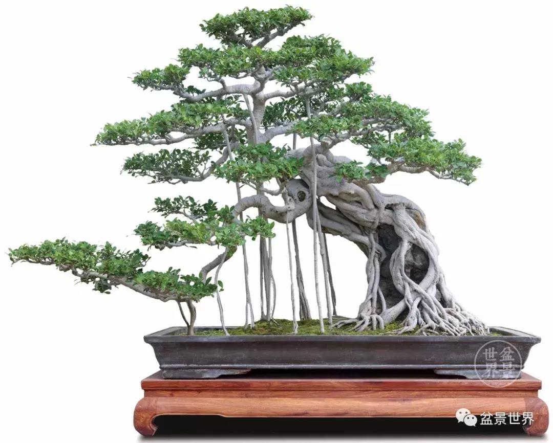 根艺盆景大全欣赏,文人根艺盆景精品大全图