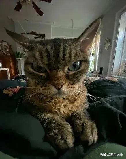 猫咪精力太旺盛还咬人怎么办,猫咪最近脾气暴躁咬人怎么办