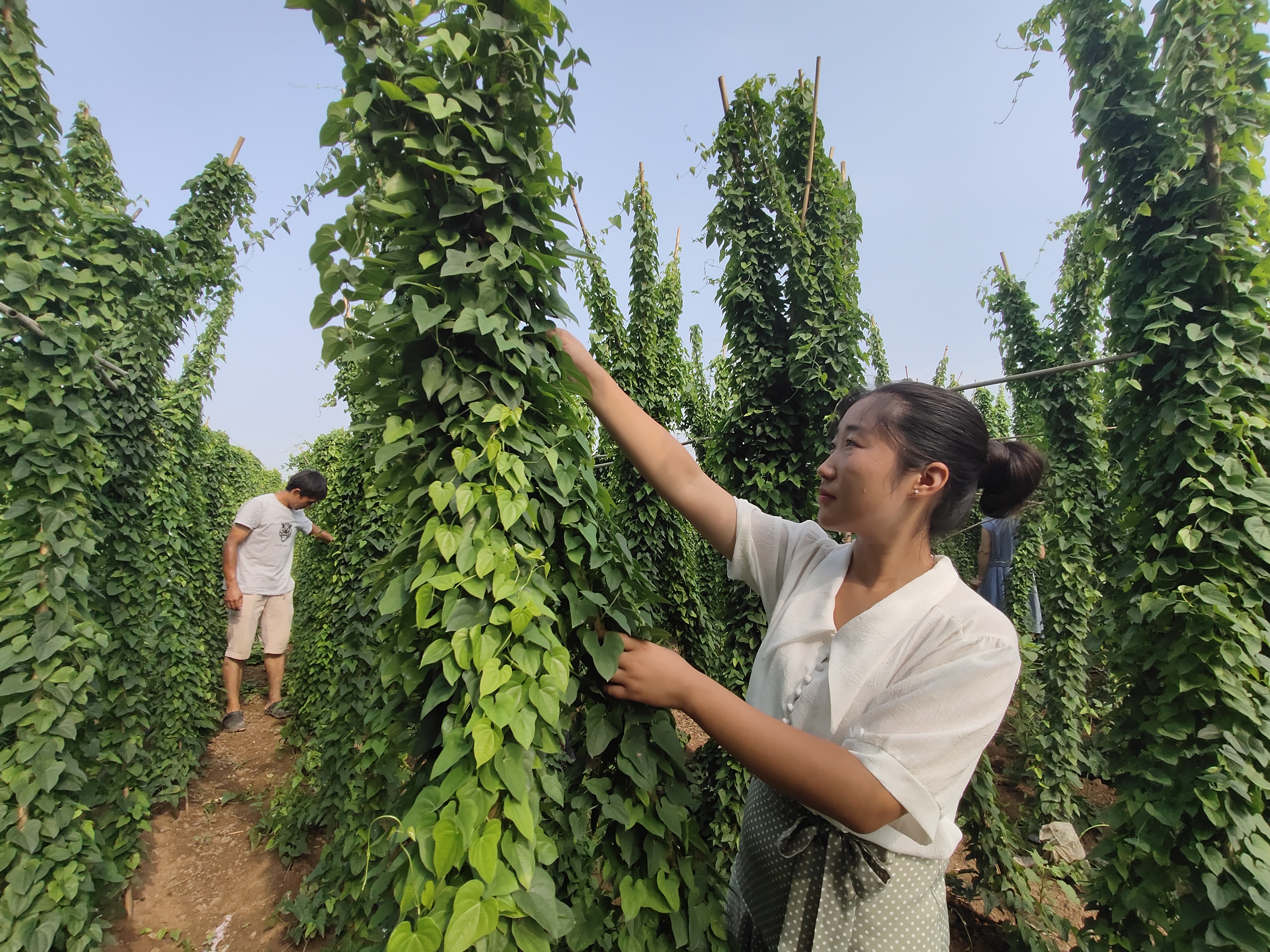 全省创业大赛上，这个焦作姑娘凭啥脱颖而出？她的志向可不简单……