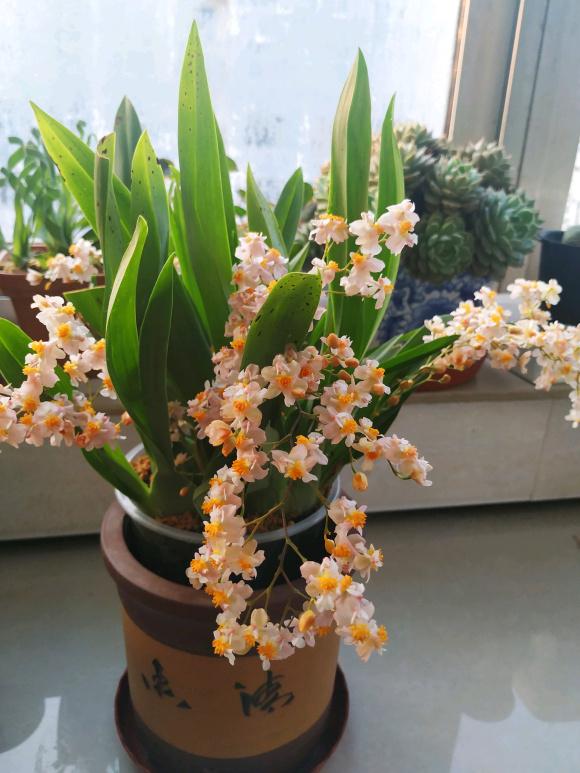 富贵大气的十种花,马上要开花的富贵花