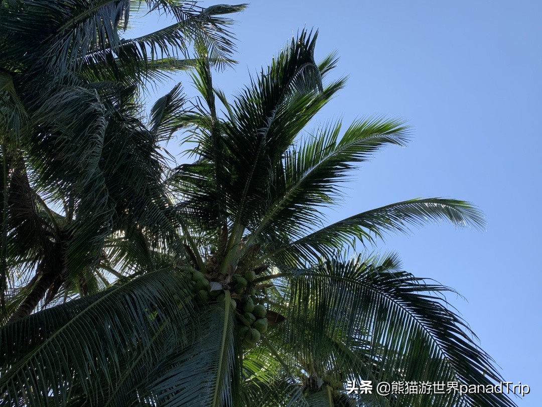 三亚半山半岛有几家五星级酒店,三亚半山半岛洲际酒店推荐