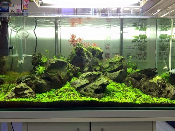 草缸可以不用灯吗,草缸用t5还是t8的灯管