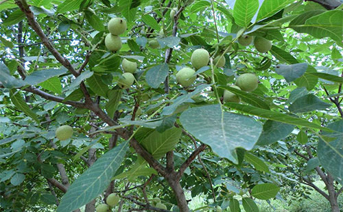 核桃病反复发作怎么办,核桃树干流黑水什么病怎么防治