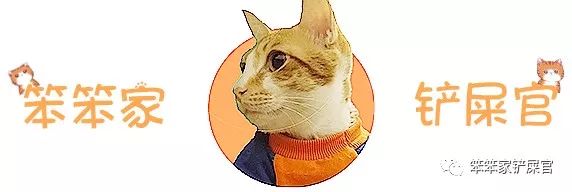 猫异食癖啃纸箱,猫咪喜欢吃塑料袋是缺啥