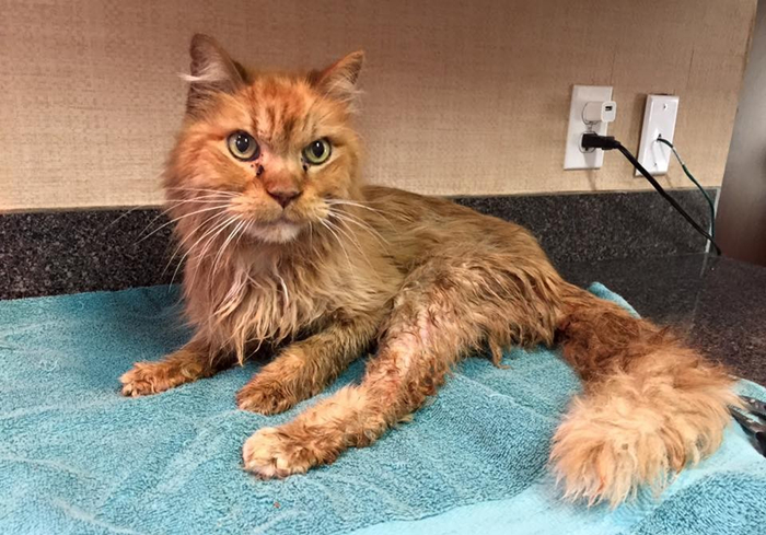 猫咪铲屎官必须知道的事情,猫咪肺部肿瘤症状及治疗方法