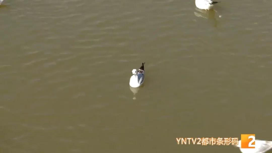 红嘴鸥带病毒么,红嘴鸥回昆明是否会携带新冠病毒