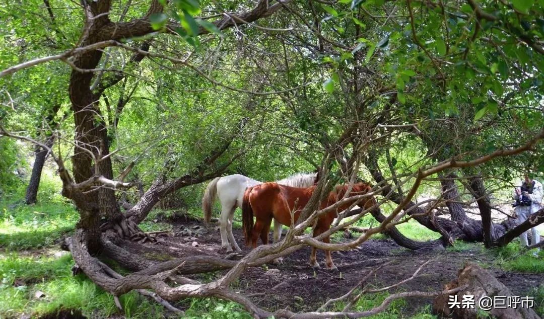 用实际行动向全国医护人员致敬!内蒙古这处旅游景区太“豪横”