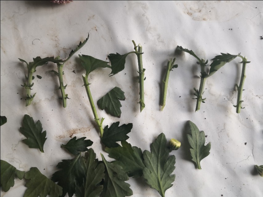 菊花剪下来的枝条怎么办,菊花剪枝后剩余老枝怎么处理