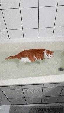 猫咪特别怕水是不是就不能洗澡,不怕洗澡的猫咪