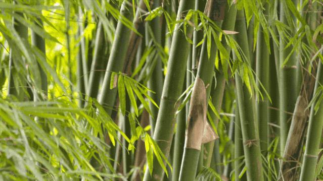 85后香港博士，为重庆人修了一座桥，上万村民请神仙加持