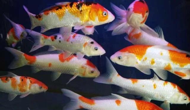 锦鲤鱼价格多少钱一条,锦鲤鱼多少钱一斤2019