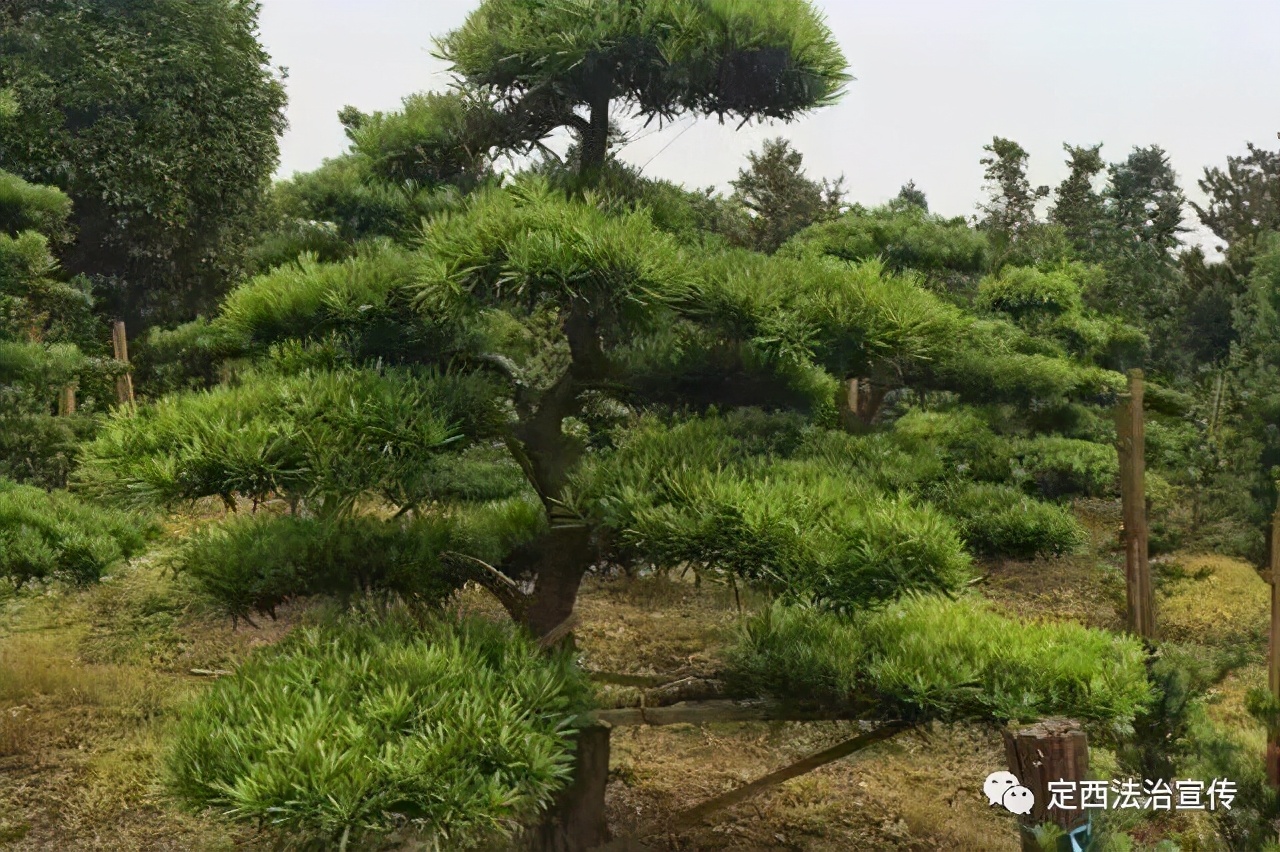 十年树木百年树人植树节演讲稿,十年树木百年树人植树节作文