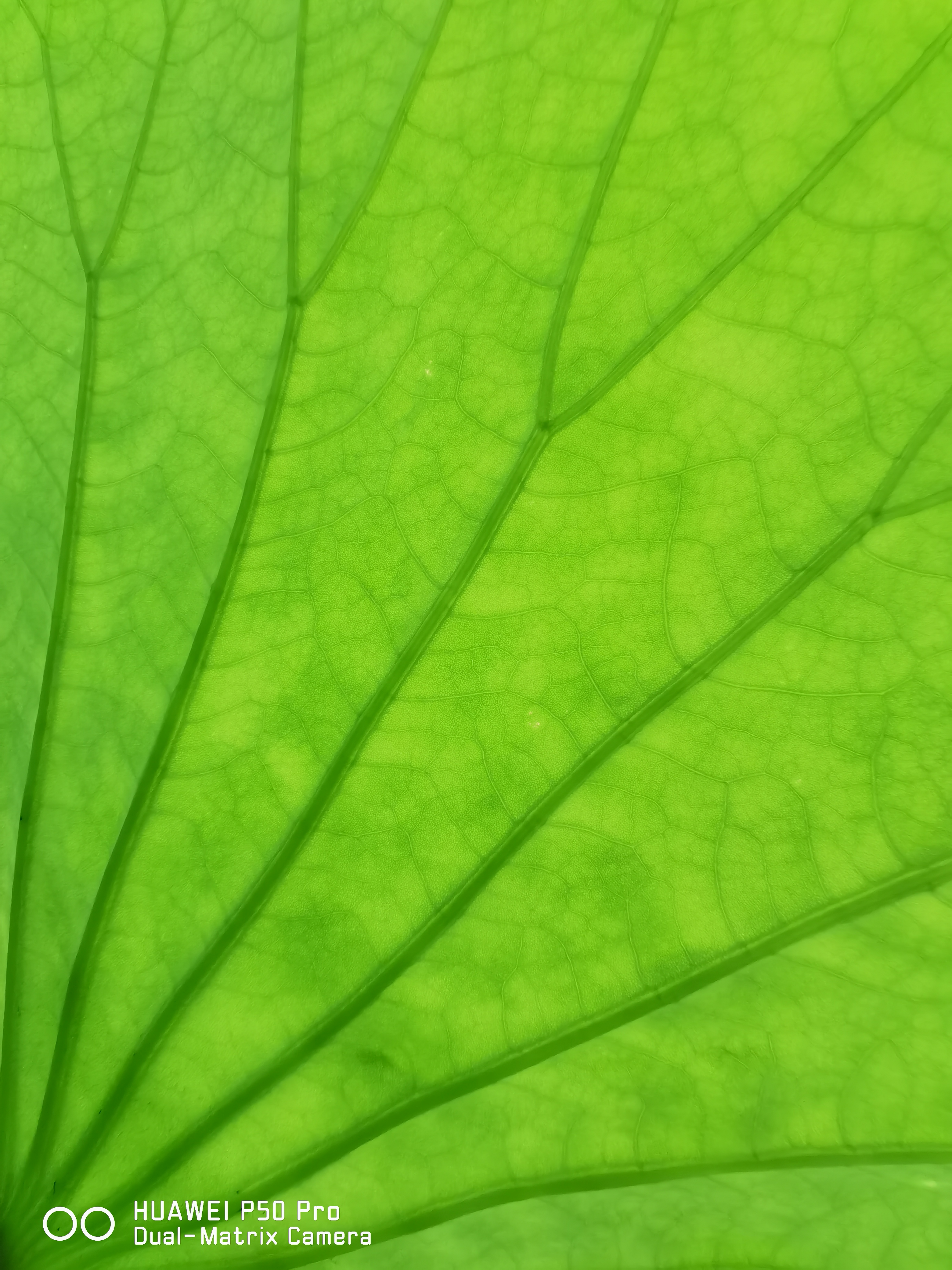 华为p50pro实测,华为p50pro变焦测试