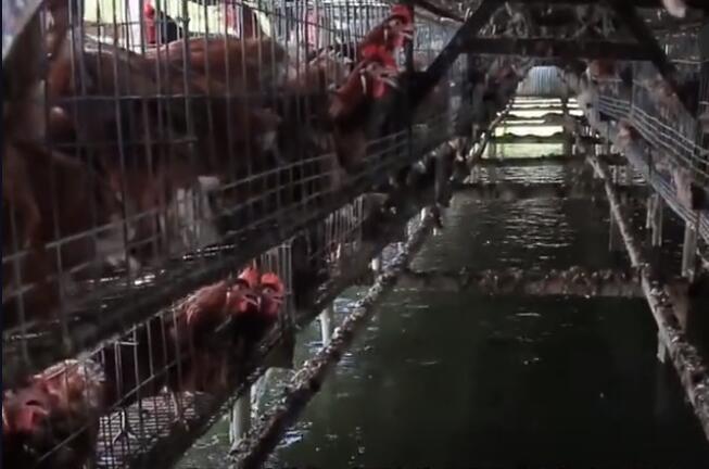 养鸡养鱼共养模式,大棚养鸡养鱼技术