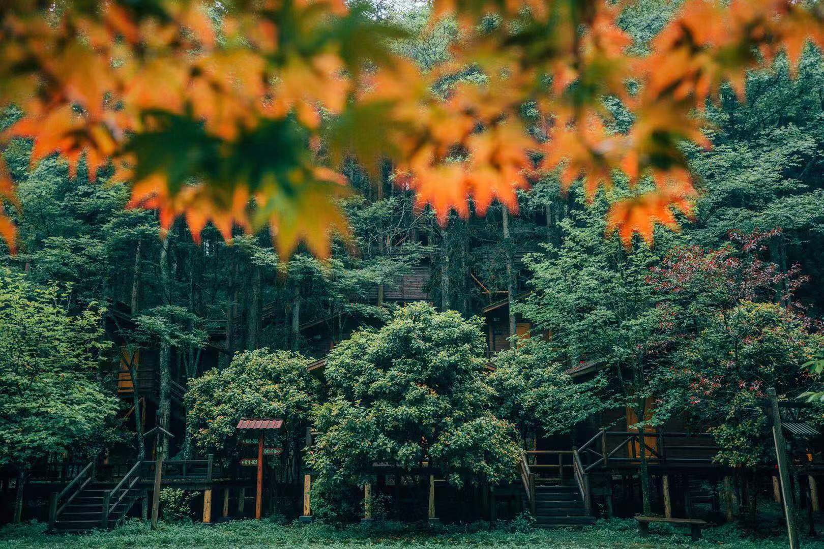 恩施坪坝营国家森林公园视频,咸丰坪坝营国家森林公园