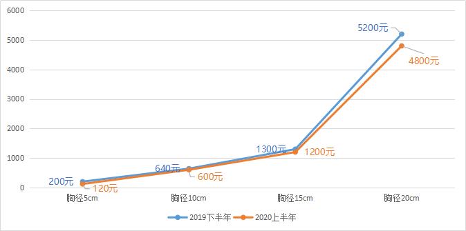 红豆杉树现在的行情,红豆杉树根行情