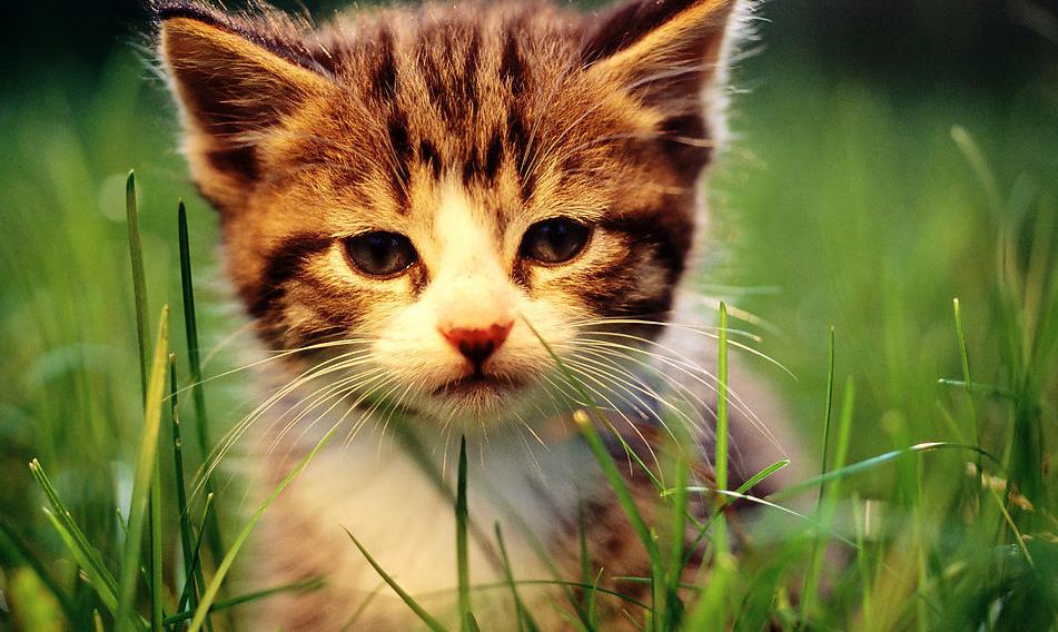 猫为什么爱磨下巴,猫为什么爪子挠沙发