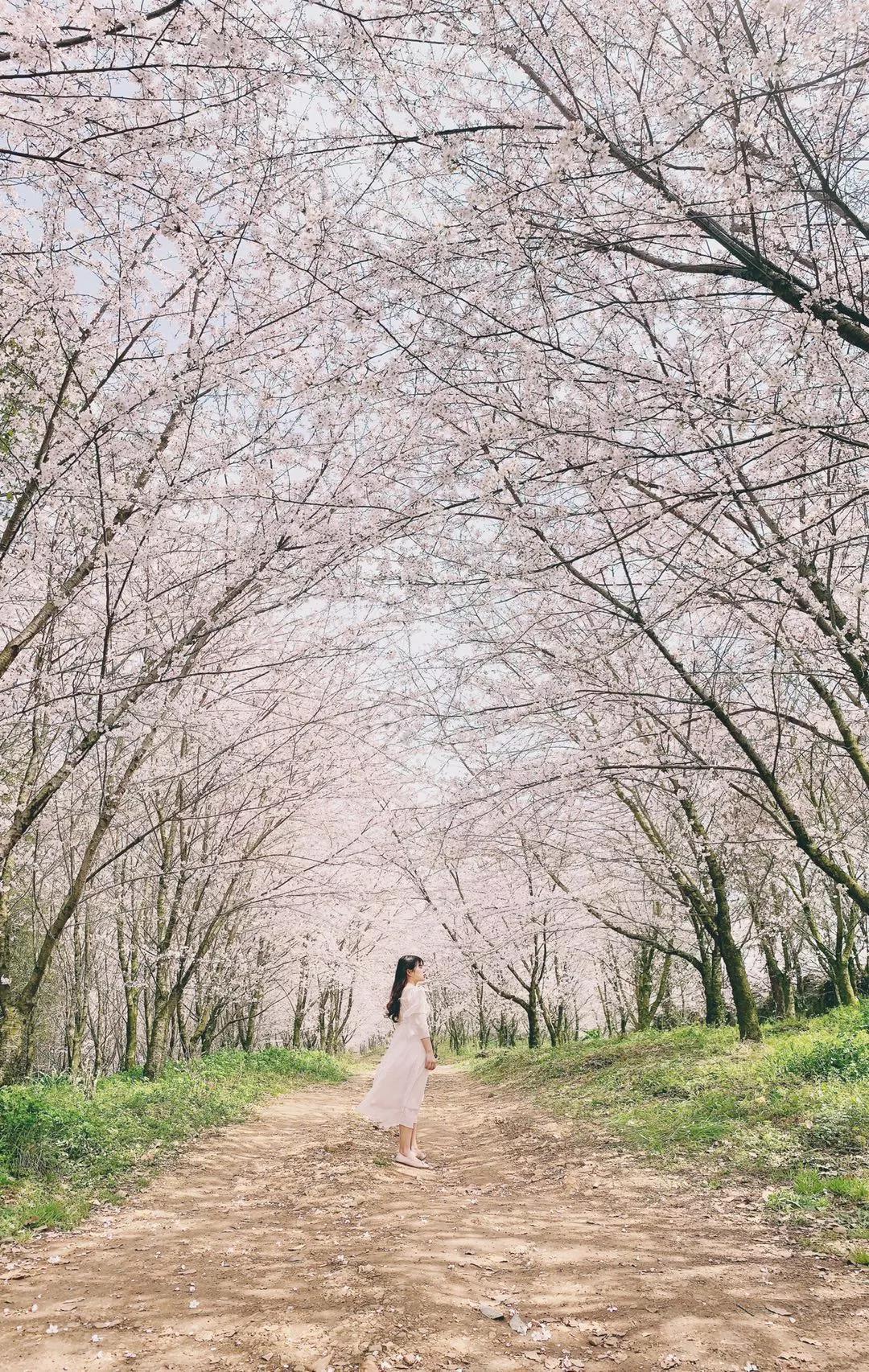 新手必看最新iphone相机教程,iphone自带相机拍摄技巧