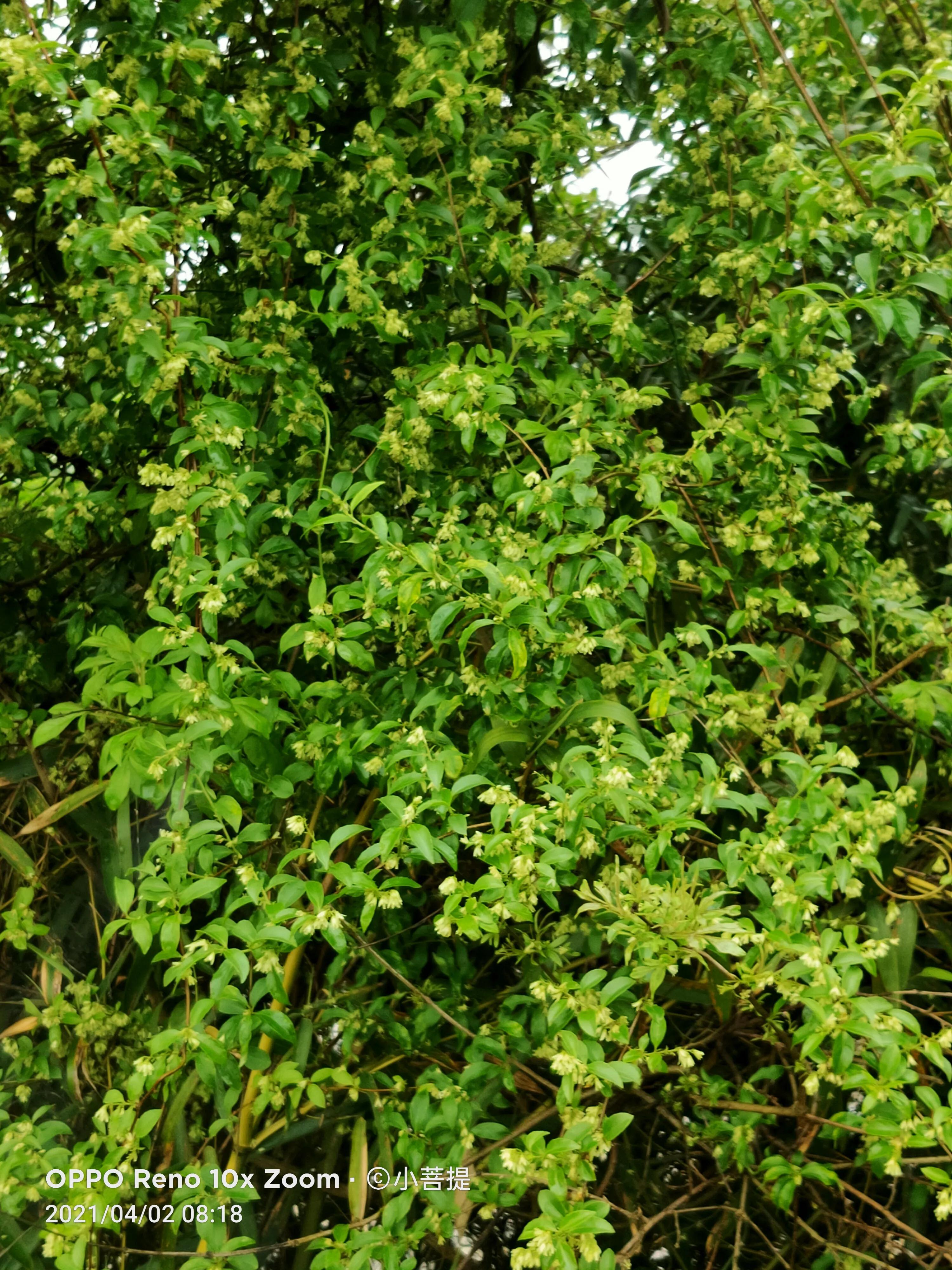 清明时节开花的花草有哪些,早春时节各种植物的样子