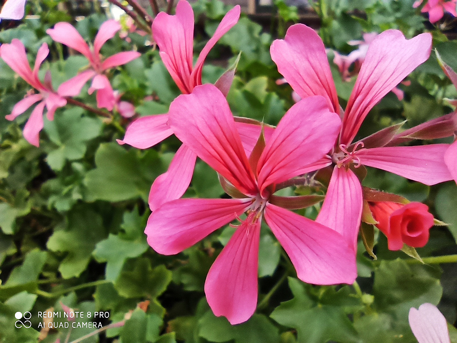 红米Note8Pro用上6400万相机，使用半天之后，聊聊拍照感受