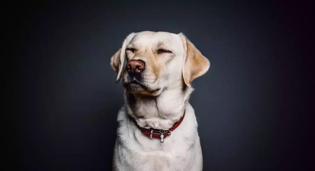 寄生虫在狗子的皮肤上肆虐，如何摆脱？｜健康