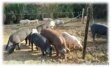 非瘟猪场如何实施拔牙式清除？