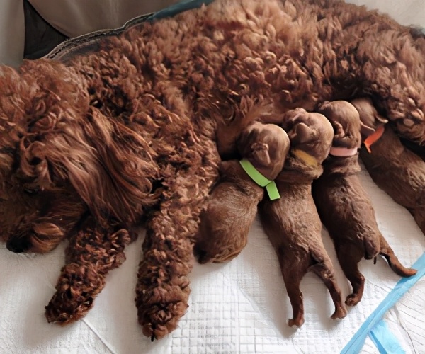 猫咪接生vlog,猫咪接生全套