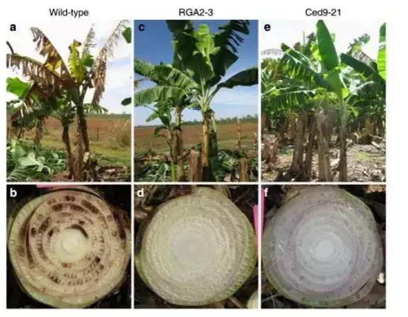 2021年在缅甸种植香蕉有危险吗,香蕉种植有霜冻怎么办