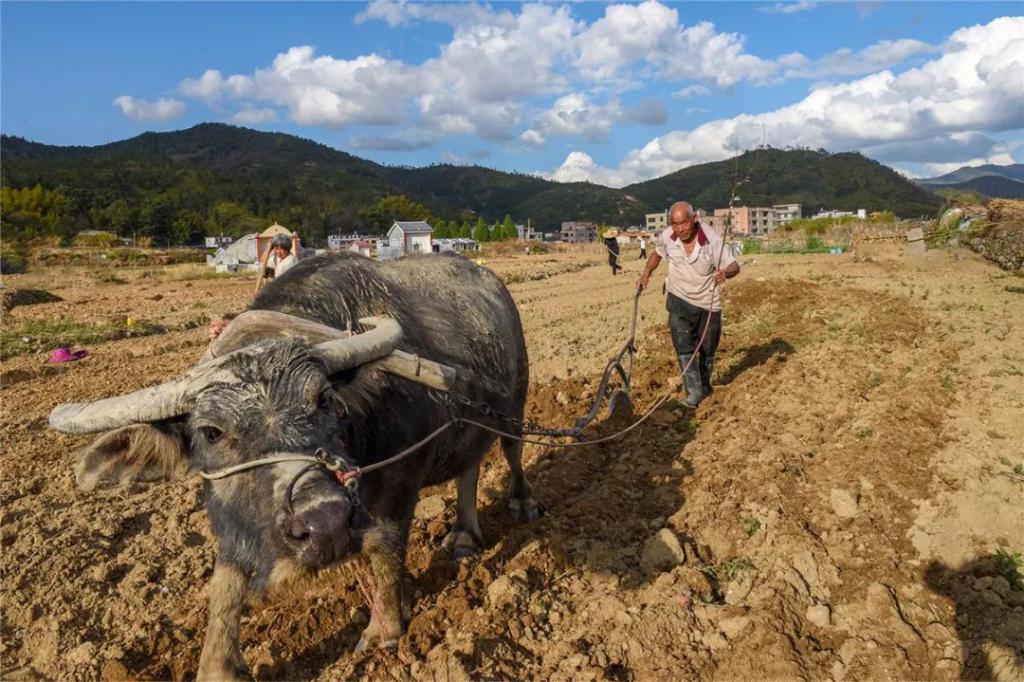 父亲的犁耙耕过的田,父亲的老黄牛