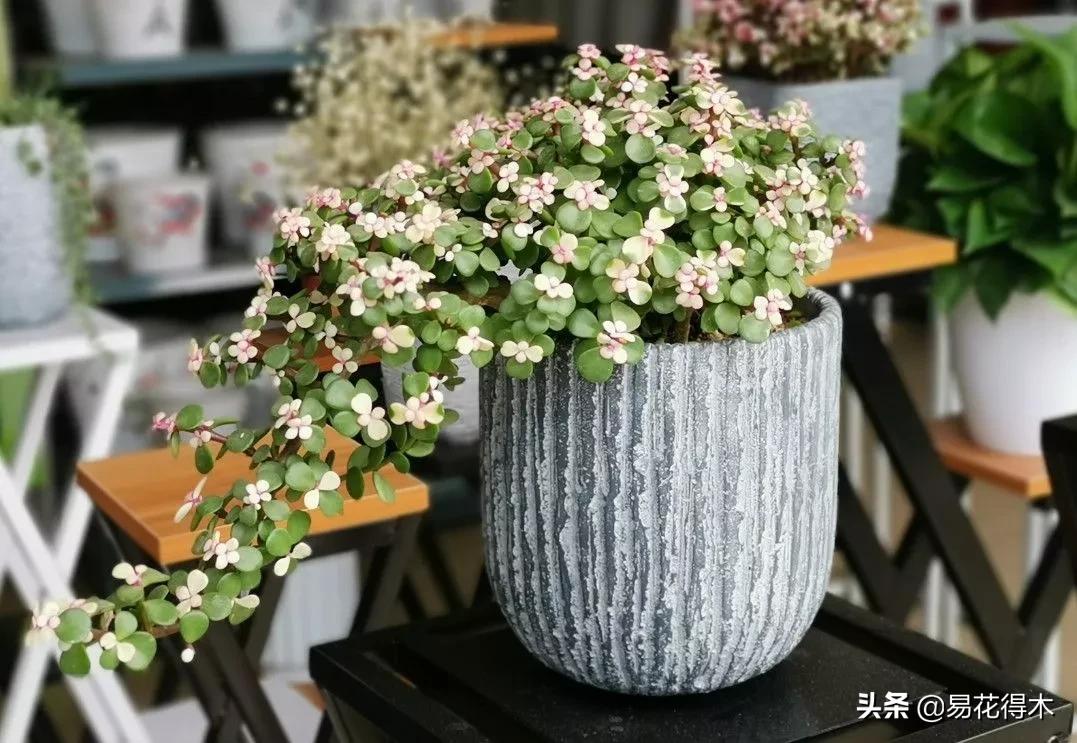 养花煤渣直接掺到土里吗,蜂窝煤渣养花好处多