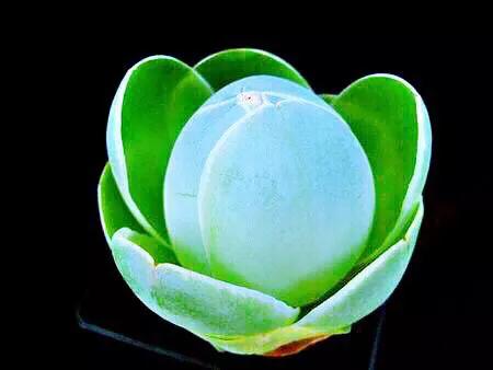 长寿花属多肉类植物,多肉类植物有哪些