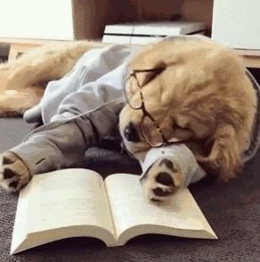 「畅享养宠」夏季狗狗异味深长？简单几招，让Ta一味不留