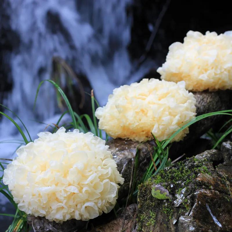 冻干银耳秋季养生,银耳怎么吃滋阴效果最好