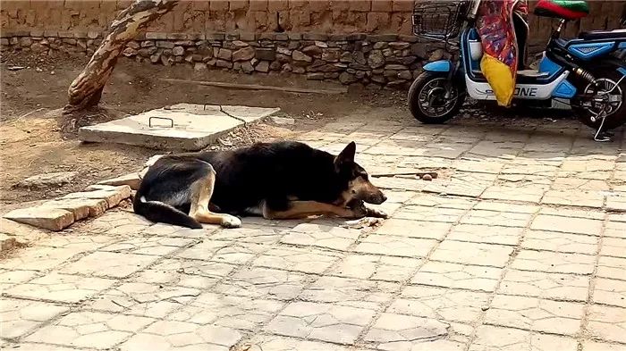 狗狗吃生骨肉风险,狗狗吃骨头咬人怎么调理