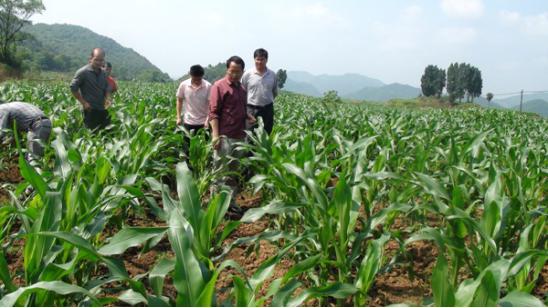 玉米矮花叶病是什么原因,玉米植株矮