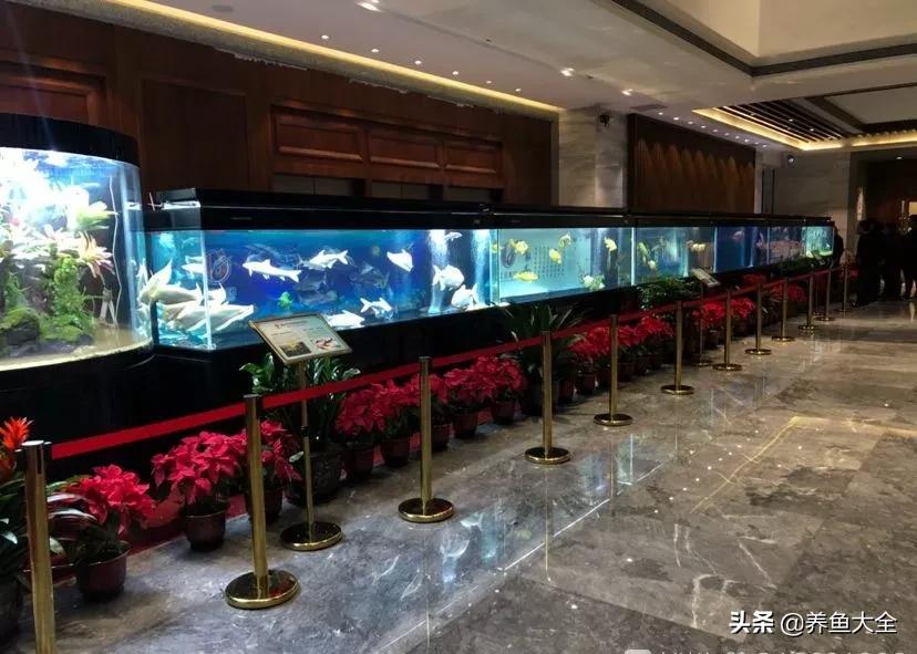 40x40鱼缸养小龙鱼可以吗,1.8米鱼缸只养一条龙鱼行吗