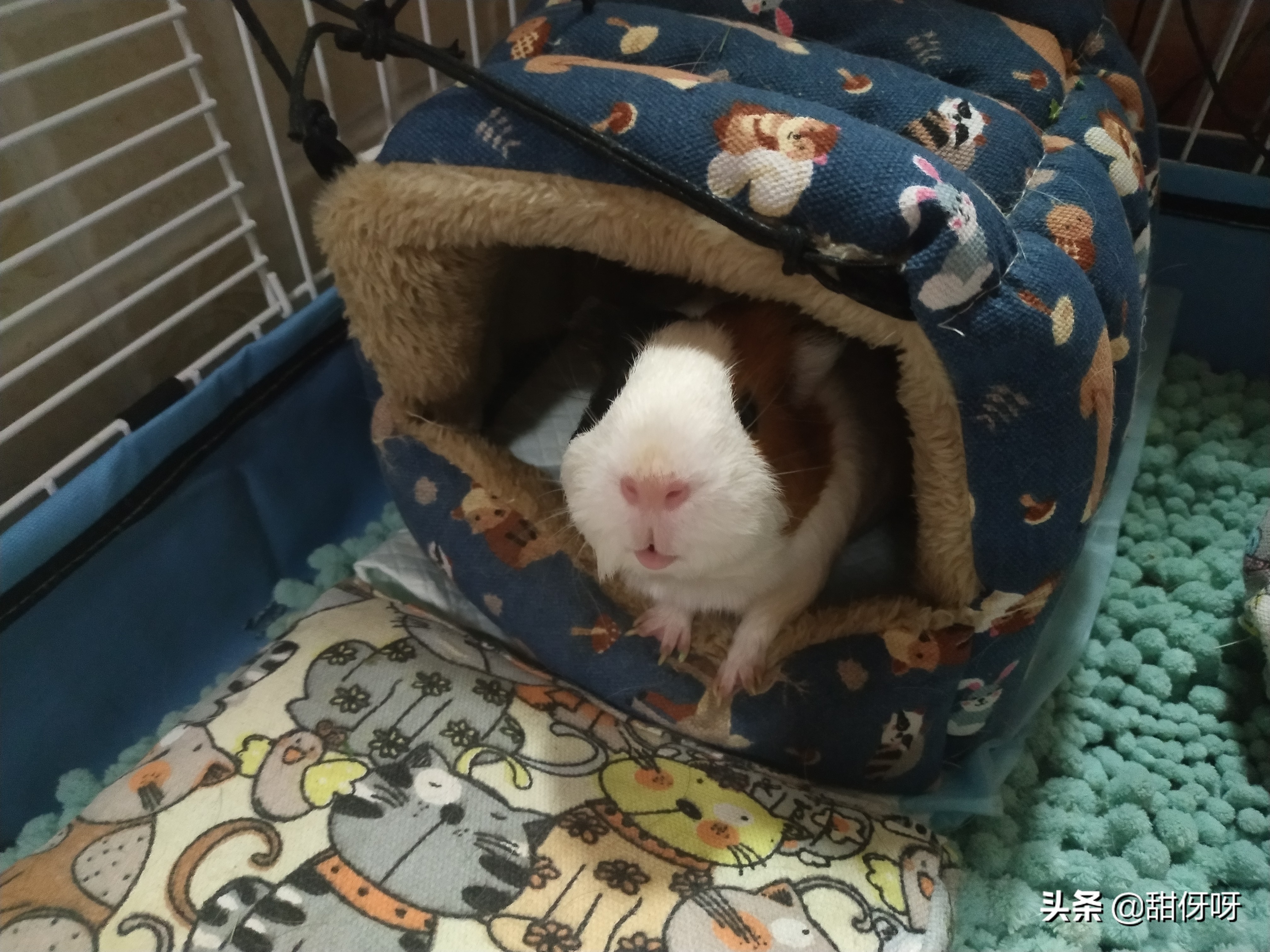 荷兰猪生病如何处理最好,荷兰猪生病去哪里治