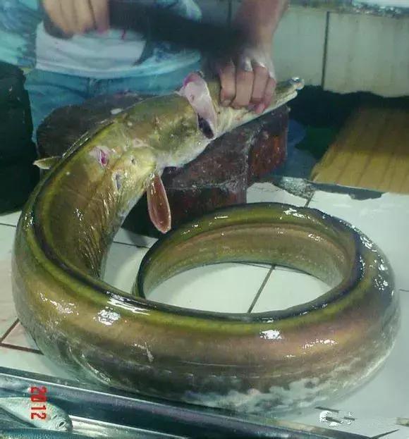 宁波一渔民整理海鲜大全,宁波最全的海鲜