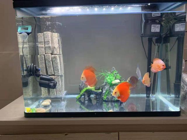 给鱼缸整理的时候有粪便怎么处理,鱼缸褐藻清理两天又出现