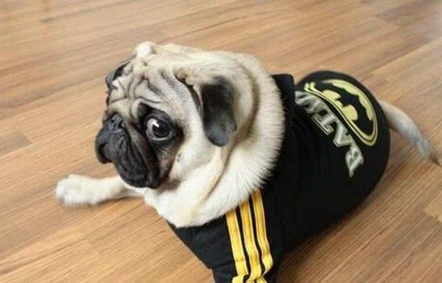 巴哥犬能不能像土狗一样养,初养犬者适合饲养巴哥犬