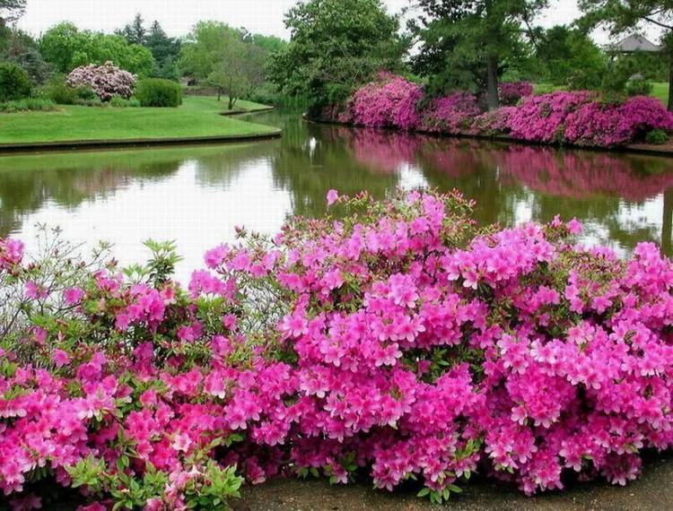 美景欣赏完整版,美景欣赏花朵