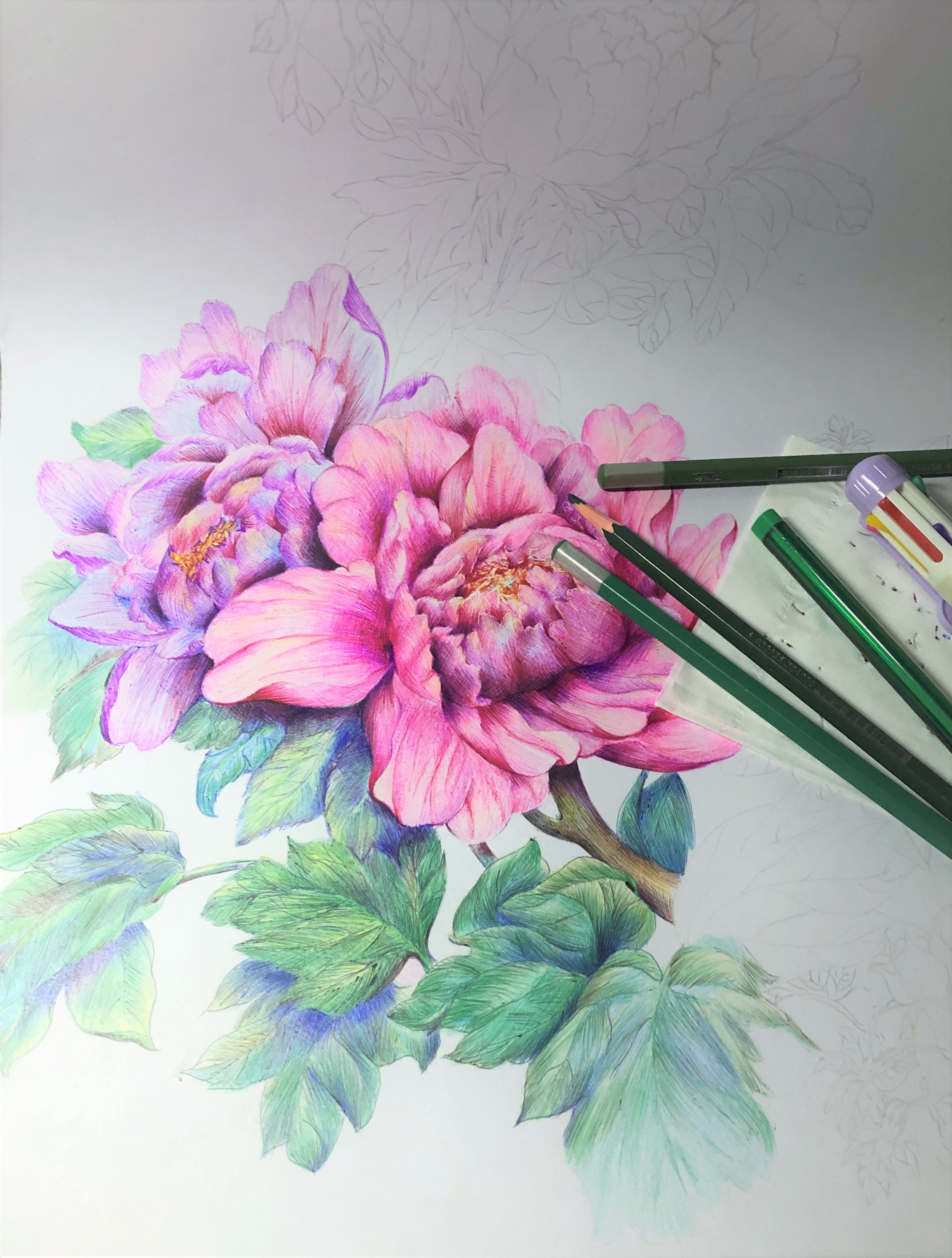 圆珠笔画牡丹教学,圆珠笔画牡丹的画法