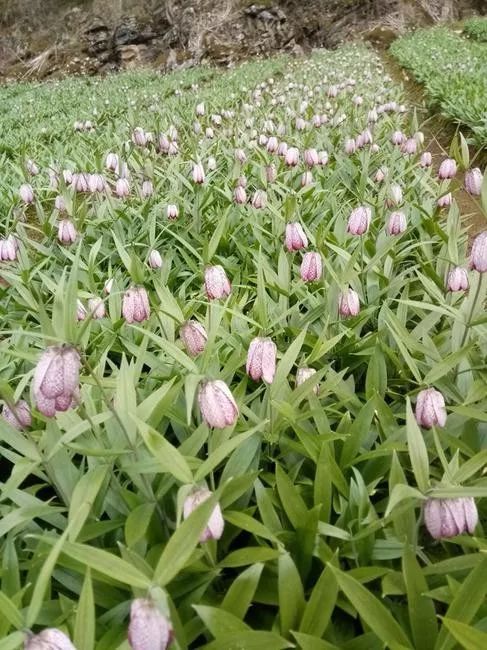 知道家乡的特产怎么发朋友圈,知道自己地区的特产吗